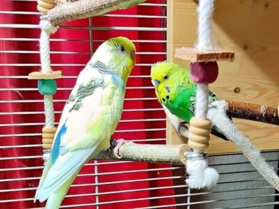 Doppelschaukel Doppelschaukel