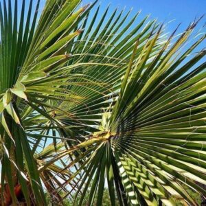 Fächerpalme Fächerpalme