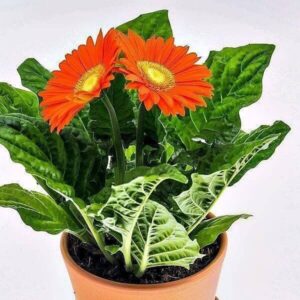 Gerbera Gerbera