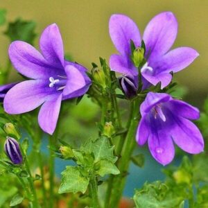 Glockenblume Glockenblume