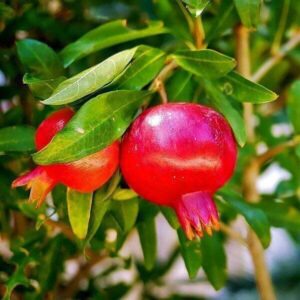 Granatapfel Granatapfel