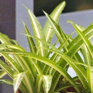 Grünlilie Grünlilie