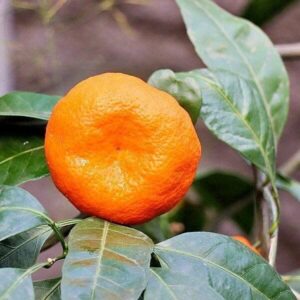 Mandarine Mandarine