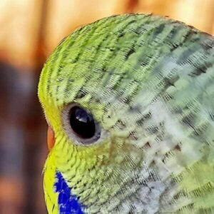 klare Augen klare Augen