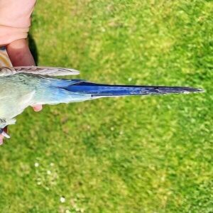 Schwanzfedern Schwanzfedern