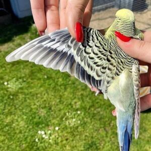 Schwungfedern Schwungfedern