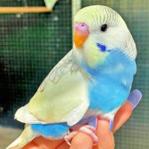 nicht Aufgeplustert nicht aufgeplustert