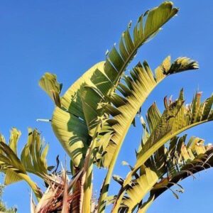 Zierbanane Zierbanane