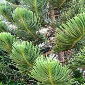 Zimmertanne Zimmertanne