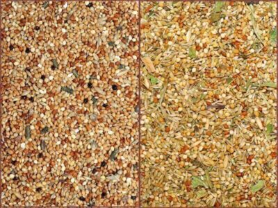 Fettgehalt im Welli-Futter Fettgehalt im Welli-Futter