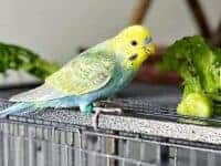 Gemüse mit Welli Gemüse mit Welli