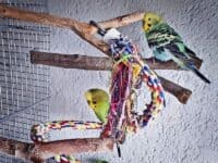 ausgefranstes Sitzseil ausgefranstes Sitzseil