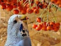 Wildfrüchte & Obst Wildfrüchte & Obst