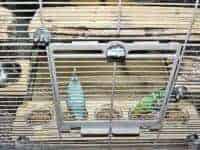 Futterebene Futterebene