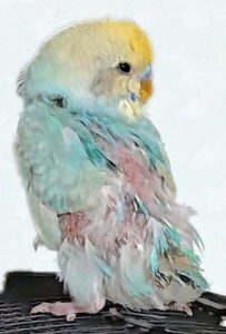 Gefiederstörung Gefiederstörung