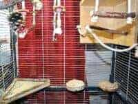 Käfig sinnvoll aufteilen & einrichten Käfig sinnvoll aufteilen & einrichten