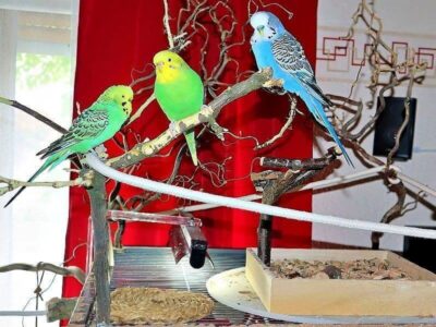 Außengestaltung des Käfigs Außengestaltung des Käfigs