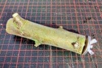 Knabberast Knabberast