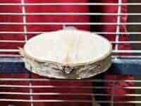 Obstbaumscheibe Obstbaumscheibe