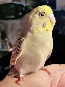 Ronja mit Kokzidien Ronja mit Kokzidien