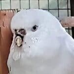 Schnabelbruch Schnabelbruch