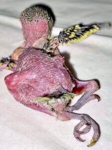 Spreizbeine Spreizbeine