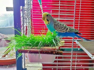 Grünfutter für Wellensittiche Grünfutter für Wellensittiche