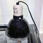 Wärmelampe Wärmelampe