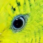 Auge Auge des Wellensittichs