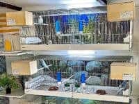 Zuchtboxen Zuchtboxen