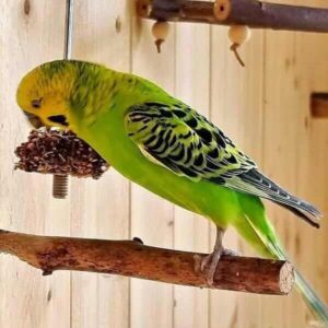 Kati Bretl Kati Bretl