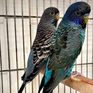 Platzhalter 4x3 Blackface (rechts: Blackwing)