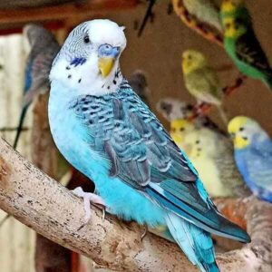 Platzhalter 4x3 Blackwing