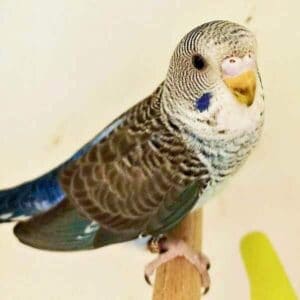 Platzhalter 4x3 Blackwing