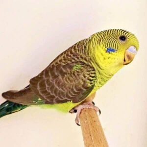 Platzhalter 4x3 Blackwing