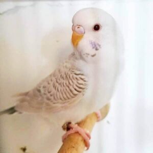 Platzhalter 4x3 Falbe