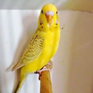 Platzhalter 4x3 Falbe gruen