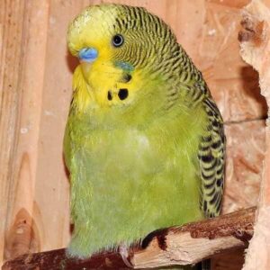 Platzhalter 4x3 Graugrün