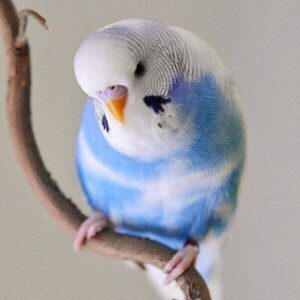 Platzhalter 4x3 Halsbandschecke