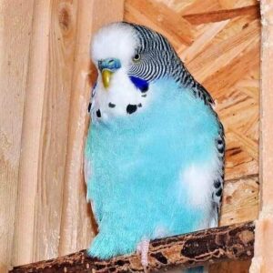 Platzhalter 4x3 Hellblau