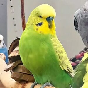 Platzhalter 4x3 Hellflügel