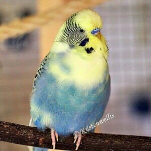 Platzhalter 4x3 Kontinentaler Schecke