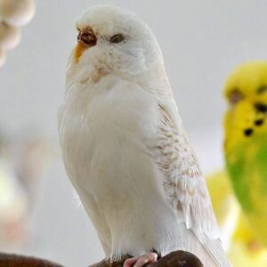 Platzhalter 4x3 Lacewing