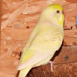 Platzhalter 4x3 Lacewing