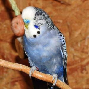 Platzhalter 4x3 Mauve