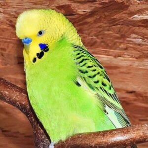 Platzhalter 4x3 Opaline