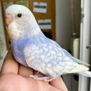 Platzhalter 4x3 Opalin