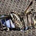 Hirsespirale Hirsespirale