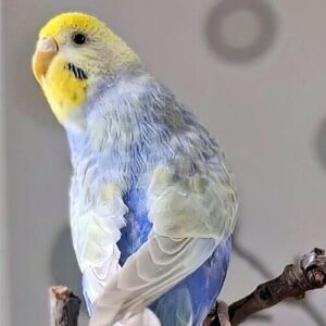 Platzhalter 4x3 Rainbow (violett)