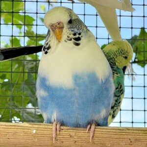 Platzhalter 4x3 Rezessiver Schecke